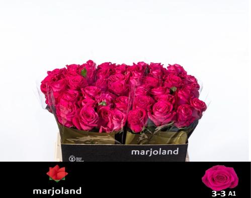 Rosa grootbloemig Xoch!