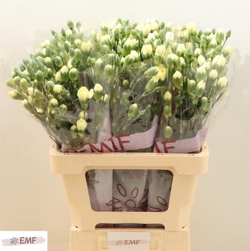 Dianthus tros Xanthe
