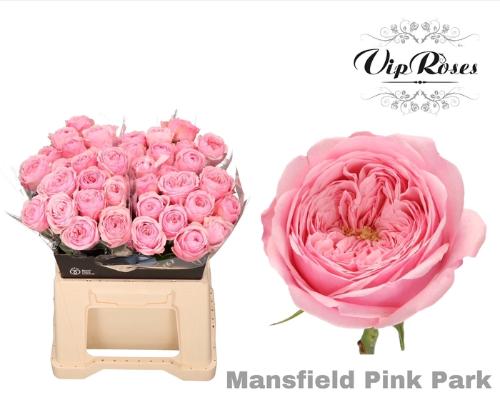 Rosa kleinbloemig Mansfield Pink Park