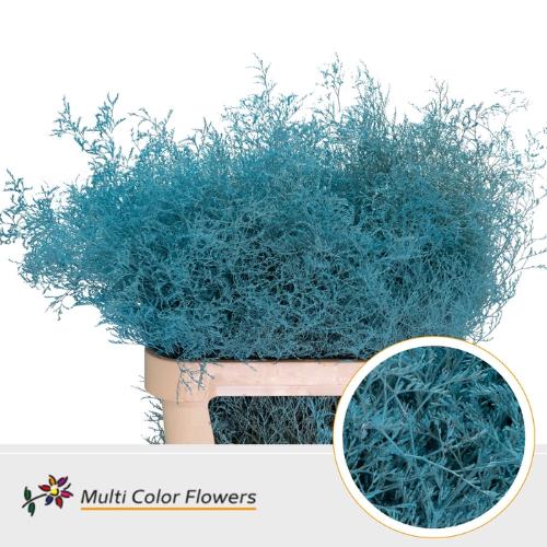 Limonium overig kleurbehandeld H%