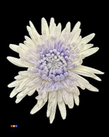 Chrysanthemum geplozen kas kleurbehandeld H%