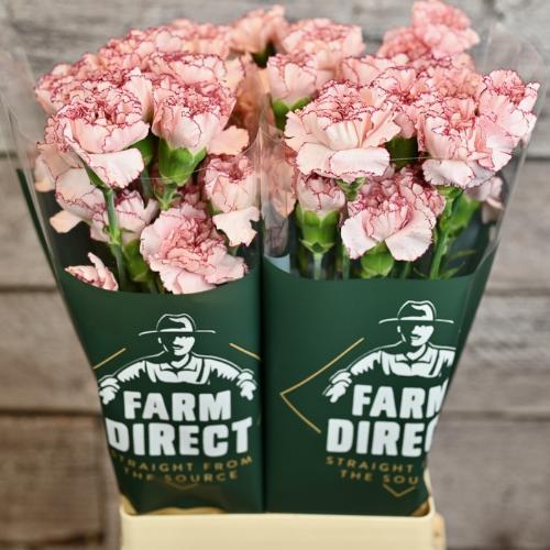 Dianthus standaard 'Mariposa'