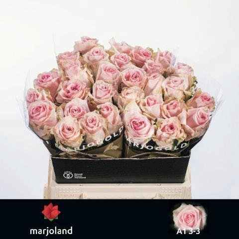 Rosa grootbloemig Sweet Dolomiti