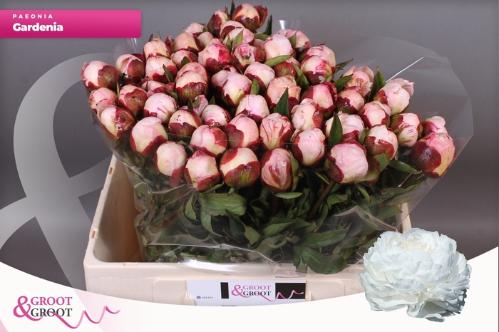 Paeonia Lactiflora Grp 'Gardenia'
