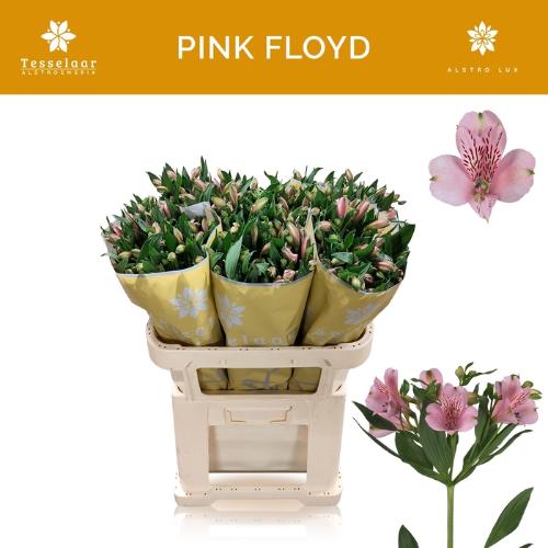 Alstroemeria Pink Floyd