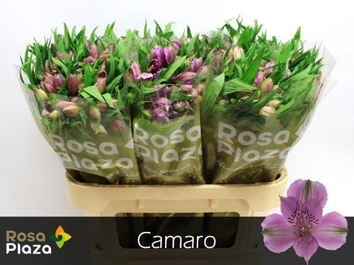 Alstroemeria Camaro