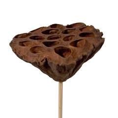 Dried flowers Helichrysum