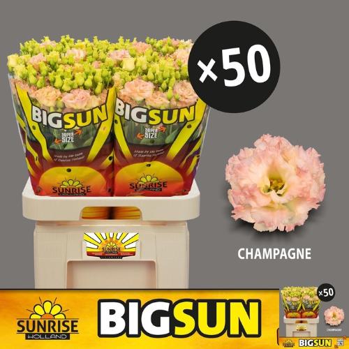 Eustoma russellianum gevuldbloemig 'Alissa Champagne'