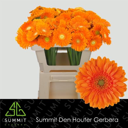 Gerbera mini 'Cuby'