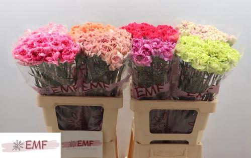 Dianthus standaard gemengd in fust