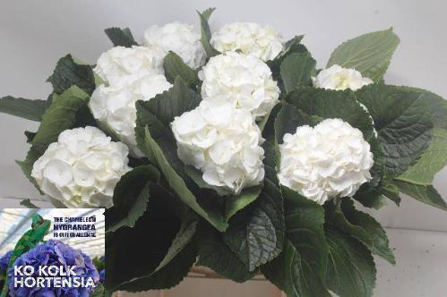 Hydrangea macrophylla Allure