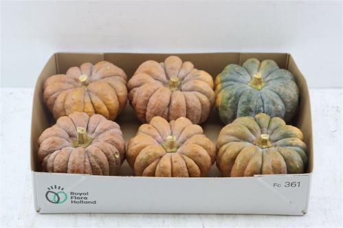 Cucurbita moschata 'Hayato'