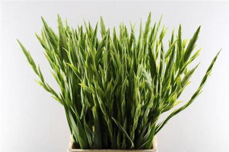 Gladiolus grootbloemig 'Green Star'