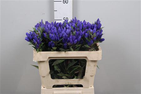 Gentiana triflora Just Blue