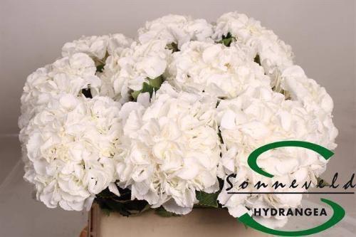 Hydrangea macrophylla Royal Princess