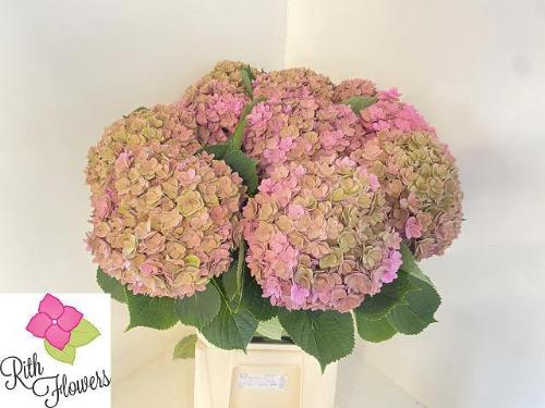 Hydrangea macrophylla Royal Kiss (classic)