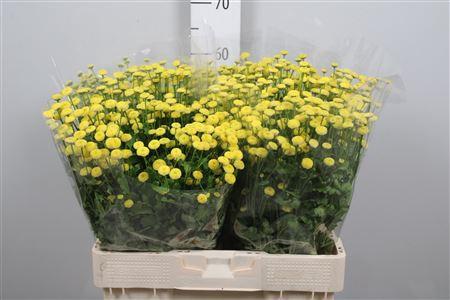 Tanacetum parthenium 'Amazone'