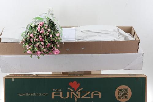 Dianthus tros overig