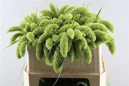 Setaria italica 'Volle Melk'