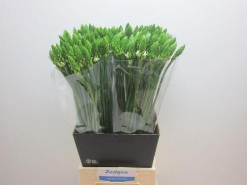 Ornithogalum thyrsoides overig