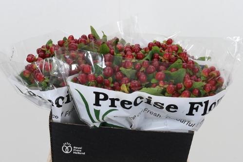 Hypericum x inodorum Magical Seasons