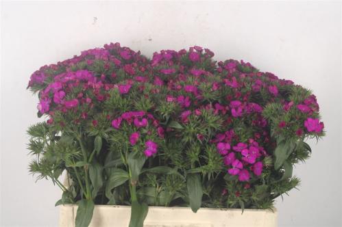 Dianthus barbatus 'Amazon Neon Purple'