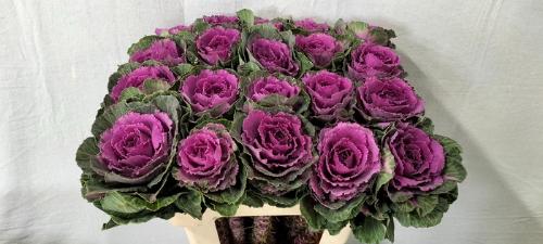 Brassica oleracea 'Crane Ruby'