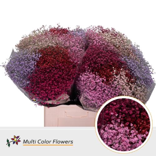 Gypsophila overig kleurbehandeld H%