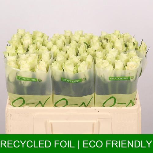 Rosa grootbloemig Athena