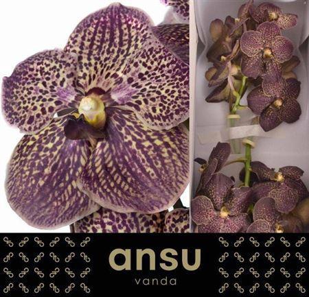 Vanda Sunanda Chocolate Brown