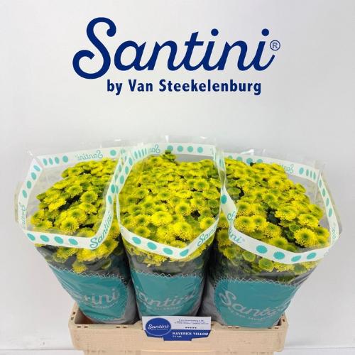 Chrysanthemum (Indicum Grp) tros santini Maverick Yellow