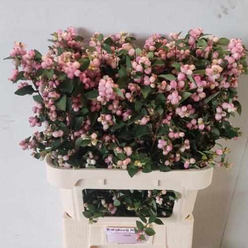 Symphoricarpos Magical Charming Fantasy