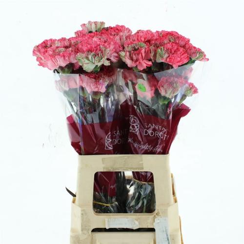 Dianthus standaard kleurbehandeld H%