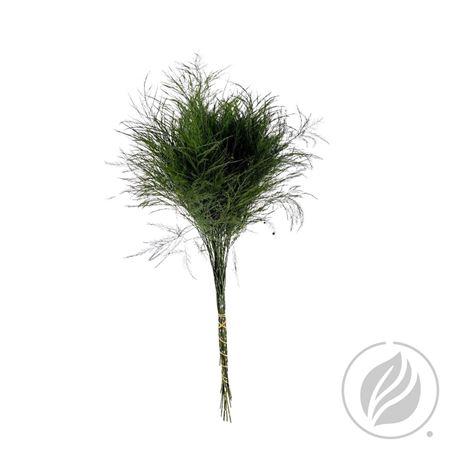 Asparagus per bos virgatus