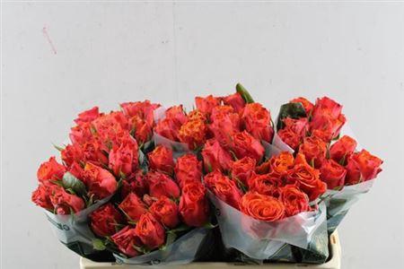 Rosa grootbloemig Devoted