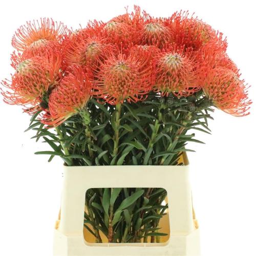 Leucospermum cordifolium 'Succession'