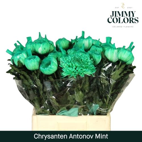 Chrysanthemum (Indicum Grp) geplozen Antonov kleurbehandeld H%