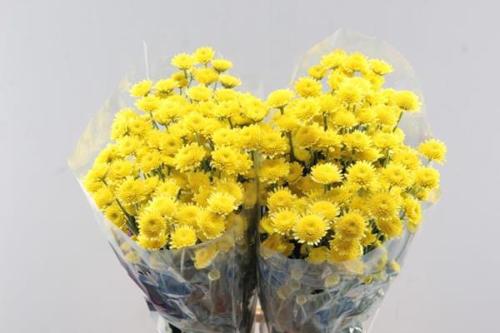 Chrysanthemum Indicum Grp tros kas 'Stallion Yellow'