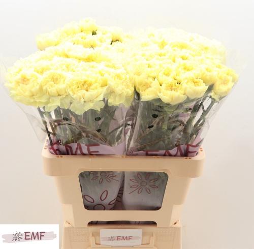 Dianthus standaard Kiro