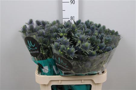 Eryngium Supernova Questar