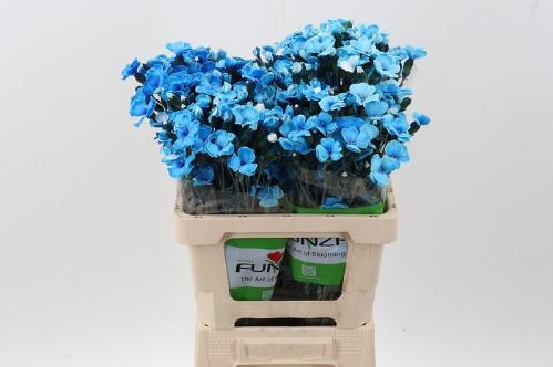 Dianthus tros kleurbehandeld H%