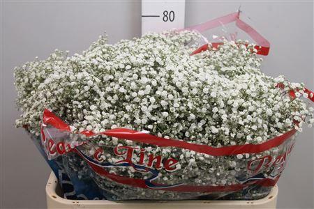 Gypsophila paniculata Beauty Bride