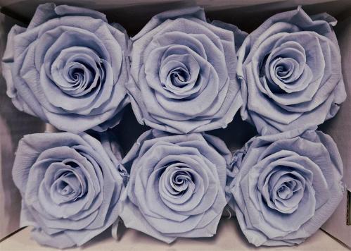 Rosa grootbloemig kleurbehandeld H%