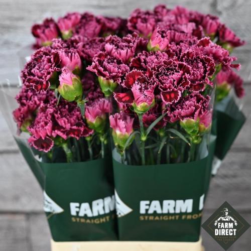 Dianthus standaard overig