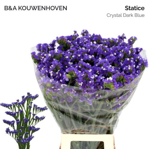 Limonium sinuatum 'Crystal Dark Blue'