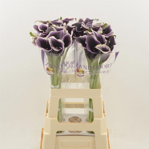 Zantedeschia Dubai Nights