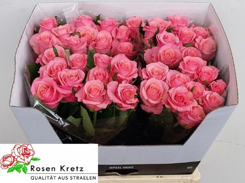 Rosa grootbloemig Barby