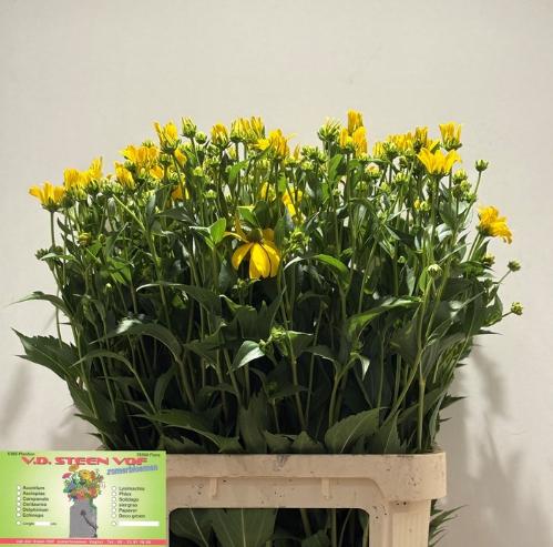 Rudbeckia nitida