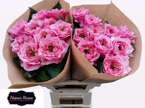 Rosa grootbloemig Regents Park!