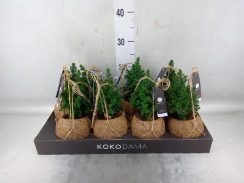 Chamaecyparis thyoides 'Top Point'